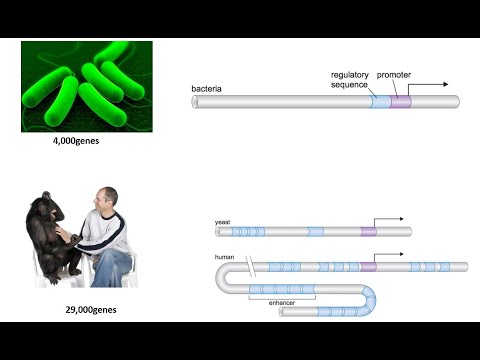 Vídeo: Caracterización De La Respuesta Transcripcional Global Al Choque Térmico Y El Impacto De La Variación Genética Individual