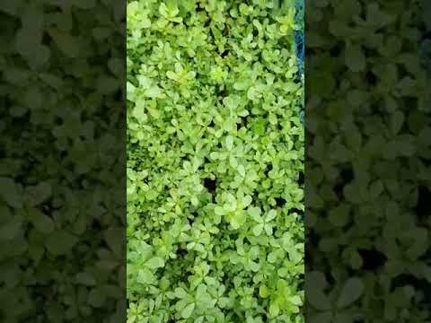فيديو: حديقة خضروات بتروفسكي في ستريلنا