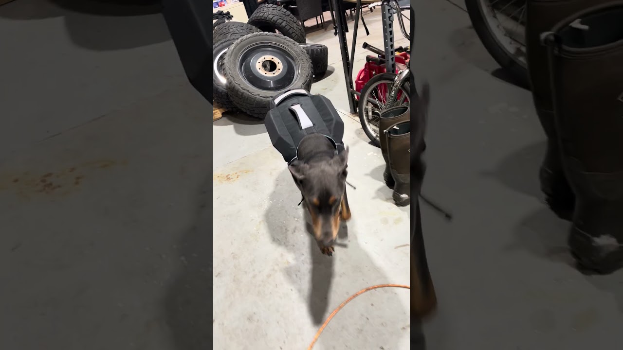 Good morning. Violet modeling her offshore capabilities ! #petsofyoutube #doberman #sailing #travel