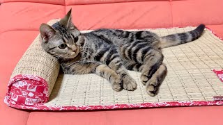 ござの布団をプレゼントしたら気持ち良すぎてダメになってしまった子猫w