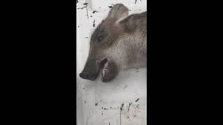 shadow kills a pig by dysfunctional vet 438 views 1 month ago 2 minutes, 9 seconds
