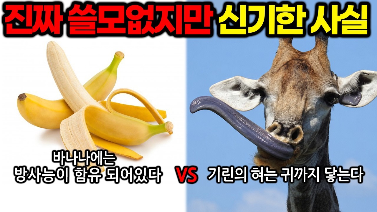 (충격) 진짜 쓸모없지만 신기한 사실 월드컵