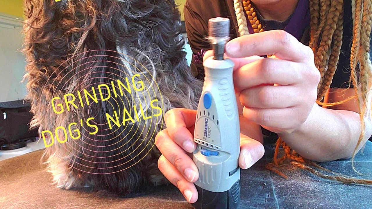 Grinding dog's nails at home YouTube