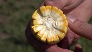 Late Season Scouting Tips