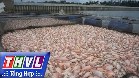 THVL | Người đưa tin 24G: Hơn 30 tấn cá chết chỉ sau một đêm tại Đà Nẵng