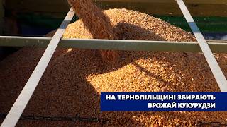 На Тернопільщині збирають врожай кукурудзи