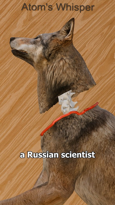 The Dog Head Experiment 🐶