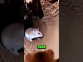 Perjalan Tikus Kecil