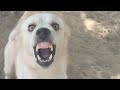angry dog voice sound