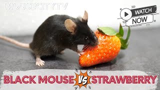 Black Mouse vs Strawberry  the grand final!