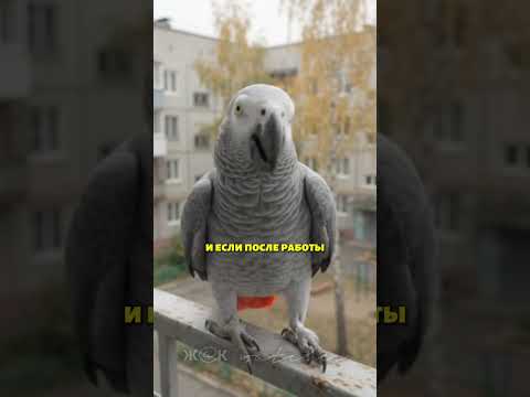 Ты тоже это слышишь?Он знает твой секрет. Жак как он есть🔥 #попугай #юмор
