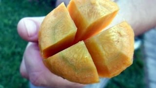 Как приготовить вкусную уху Как приготовить вкусную уху