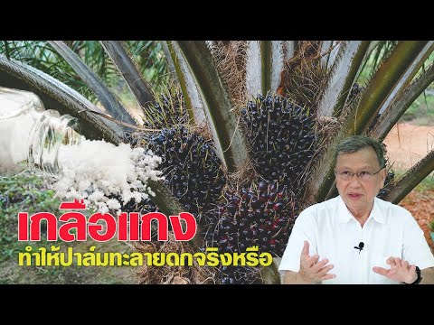 วีดีโอ: ต้นปาล์มเป็นต้นไม้จริงหรือไม่?