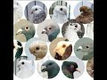 Karnal pigeon farm is live