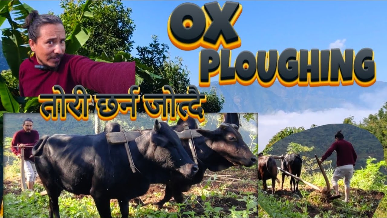 Traditional Field Ploughing | Real Nepali Village Life | तोरी छर्नको लागि बारी जोत्दै  | Feerante