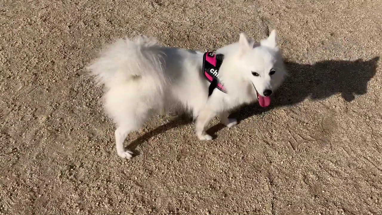 Japanese Spitz Plays In A Dog Park In Tochigi Youtube