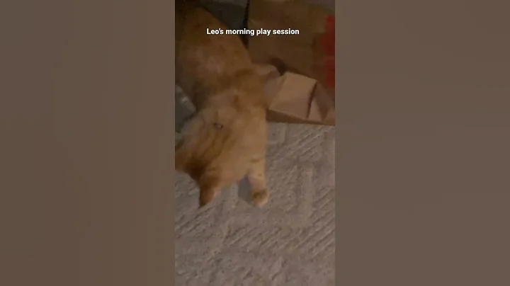 Video 2216421: shelter maine coon kitten