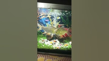 Thumbnail of beautiful tinfoil fiah #music #remix #cover #dj #newsong #song #aquriamfish #aquarium