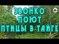 Звонко поют птицы в тайге видео от Sonykpk