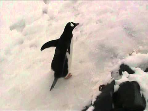 Video: Uusi-Seelannista Löytynyt Pingviinin Jättiläinen Fossiili - Vaihtoehtoinen Näkymä