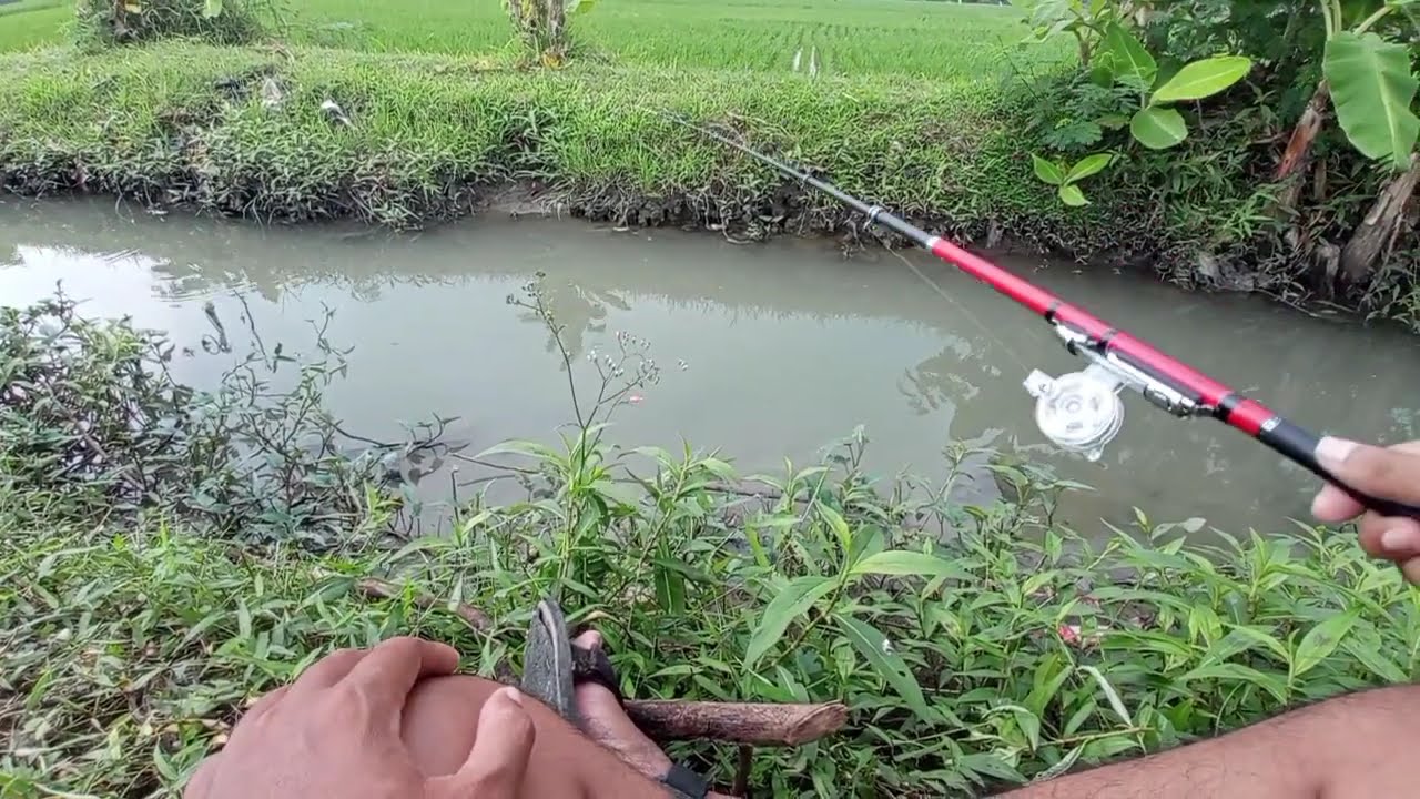 DRAMA MANCING KALI INI LEBIH BANYAK BONCOS NYA