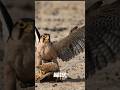 Bird Dad Does The Impossible In The Desert!!!
