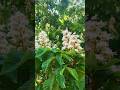 Majowe kasztany– wiosna wśród miejskich ulic🤍🍃 #flowers #explore #music #spring #nature #shortvideo