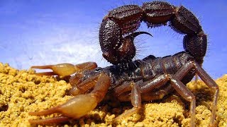 Top 10 Most Poisonous Insects In The World