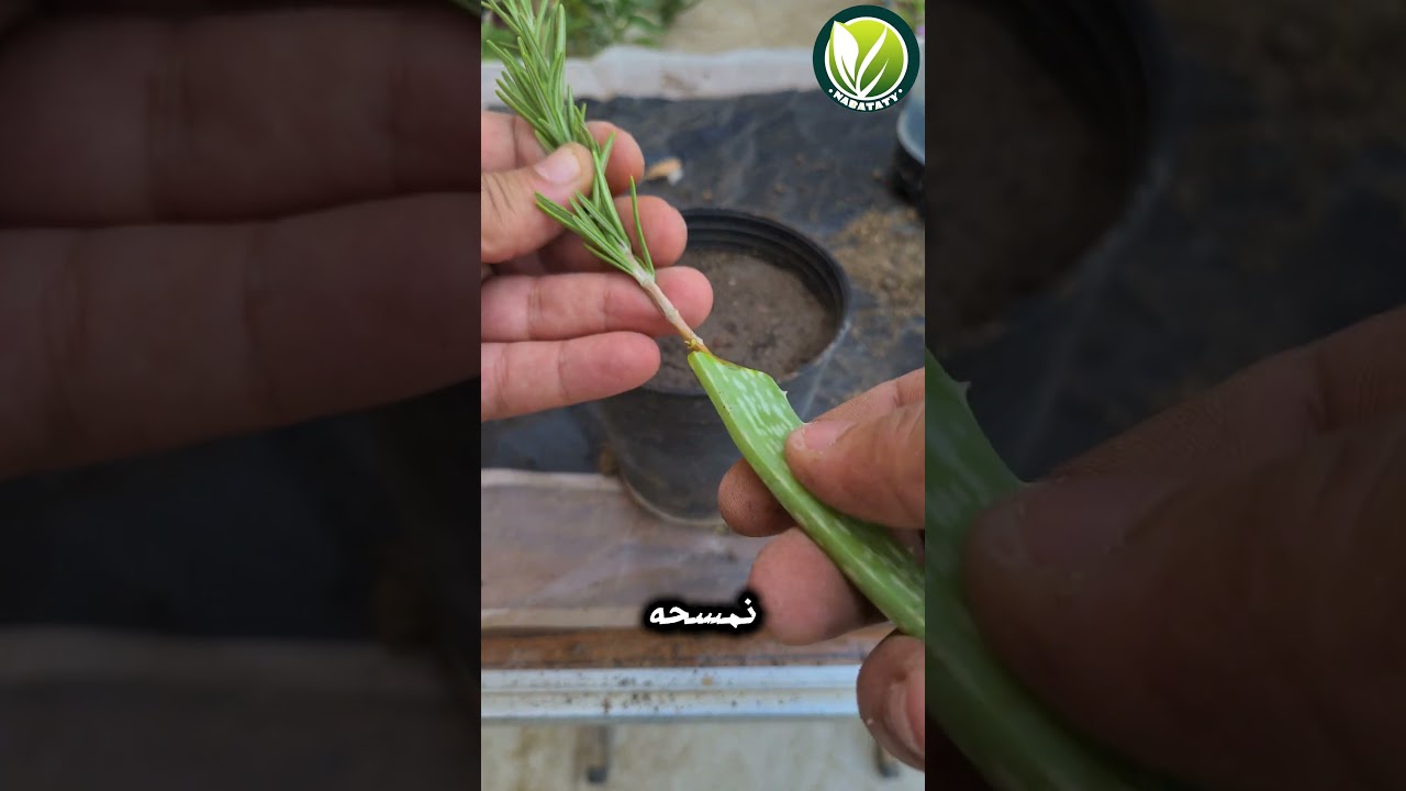 زراعة الروز ماري اكليل الجبل ف 30 ثانية 🌸🌿 #اشجار #plants #زراعة_الأسطح #زراعة #اكسبلور #garden #gar