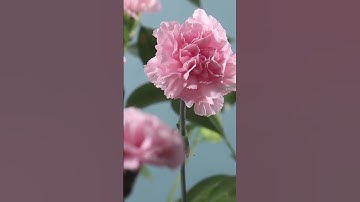 سورة الفجر بصوت الشيخ وديع اليمني🌟💫🌹🌻