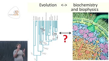 Evolutionary cell biophysics: lessons from the yeast polarity network - Liedewij Laan