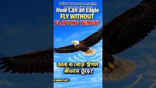 How Can an Eagle Fly Without Flapping Wings? 😱#birds #explore #shortsfeed