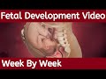 Fetal Development Week by Week | Fetal Development | Stages of Fetal Development