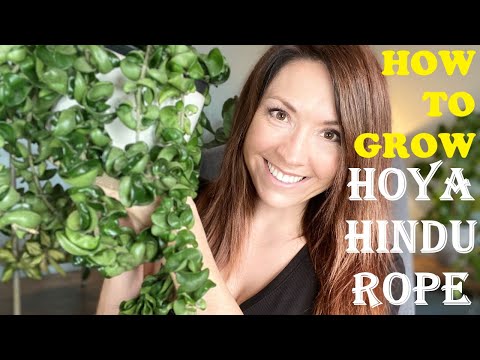 How to Grow Hoya Hindu Rope | #1 House Plant of 2022