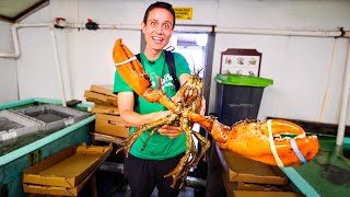 Giant LOBSTER ROLLS!!  Fresh Lobster + Warm Butter | Best Food Shacks in Connecticut, USA!