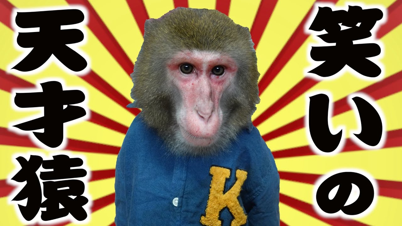 Amazing] Please take a look at my monkey's sense of humor, it's