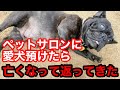 ペットサロンに愛犬預けたら亡くなって返ってきました