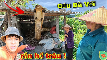 Cuộc Gọi Khẩn Cấp Của Bà Lão 80 Tuổi Khi Phát Hiện 1 Con Rắn Hổ Trâu C.ắn Chim Bồ Câu Bò Vào Nhà 