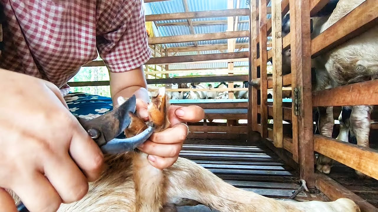 Cắt Móng Chân Cho Dê