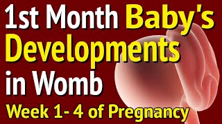 Baby Developments  Inside The Womb During 1st Month Of Pregnancy -Week 1 till 4 || Fetus 1st Chapter
