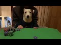 Jack Russel loves poker