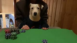 Jack Russel loves poker