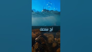 لَا تَقْنَطُوا مِنْ رَحْمَةِ اللَّه . . سورة الزمر | القارئ محمد هشام 🍁