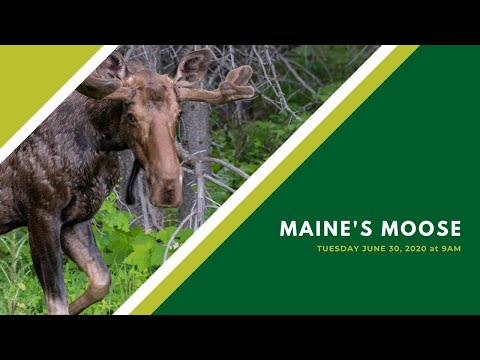 Video: Maine Wildlife Park - Se en Maine Moose Garantert