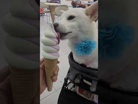 meiko的生活日記 白 しばいぬ White Shiba Inu 하얀색 시바 이누🍦 2023年10月21日 🍨 金ㄟ紫薯 霜淇淋 金家ㄟ 瓜瓜園 韓勾ㄟ金針菇 聯名款 全家 ice cream