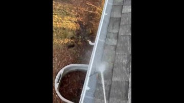 Cleaning Gutter Guards