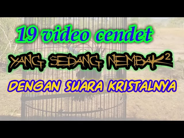 Kompilasi tembakan cendet suara jernih | kicau ocehan class=