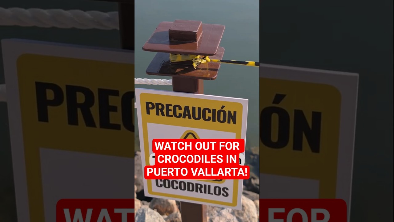 5 Safety Tips Before Swimming in Puerto Vallarta 🐊🌊