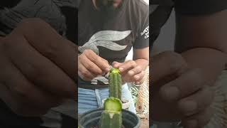 Cresta de San Pedro #injerto #cactus #tips #lover #viral