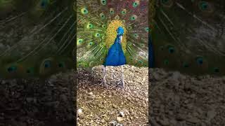 Burung merak terindah #shorts